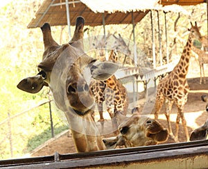 Giraffe in asian thai outdoor zoo park