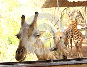 Giraffe in asian thai outdoor zoo park