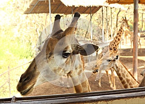 Giraffe in asian thai outdoor zoo park