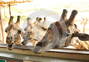 Giraffe in asian thai outdoor zoo park