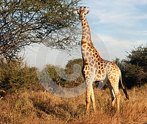 Giraffe attention