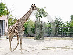 Giraffe in aviary, Safari Park Taigan, Crimea.