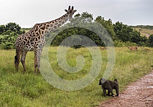 Giraffe with baboon on the road in Masai Mara Park