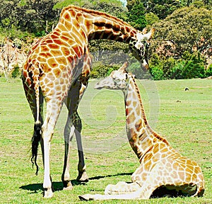 Giraffe and Baby