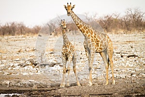 Giraffe with baby