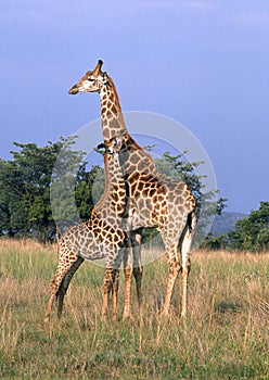 Giraffe and Baby photo