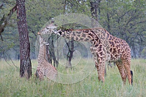 Giraffe and baby on savana