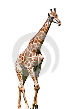 Giraffe background