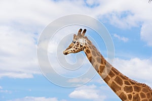 A giraffe on a background of clouds