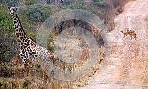 Giraffe with background of a road with gazelles