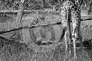 Giraffe backside view with tail standing on background of the trees. Rothschild Giraffe Giraffa camelopardalis rothschildi