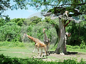 Giraffe in Bali, safari in Bali, beautiful giraffes