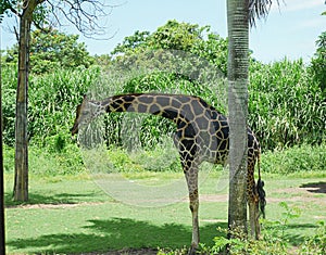 Giraffe in Bali, safari in Bali, beautiful giraffes