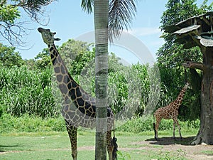 Giraffe in Bali, safari in Bali, beautiful giraffes
