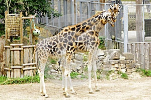 Giraffe Baringo Giraffa camelopardalis rothschildi