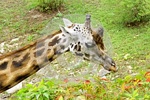 Giraffe Baringo Giraffa camelopardalis rothschildi