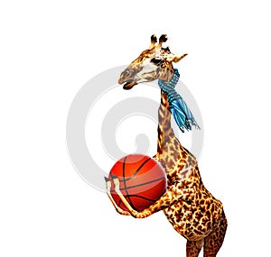 Giraffe with basketball ball stand in profile