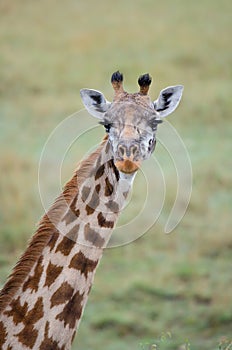 Giraffe with beautiful eyes