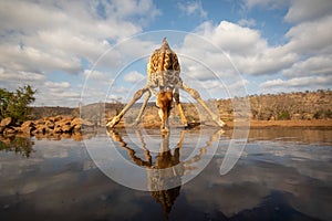 Giraffe beding over to drink from a pool