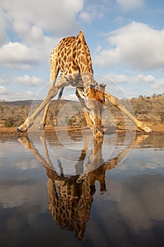 Giraffe beding over to drink from a pool