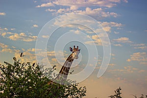 Giraffe behind a tree with bird flying