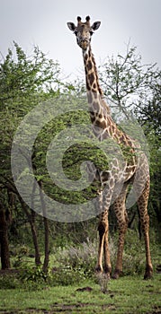 Giraffe behind tree on savanna in amboseli park