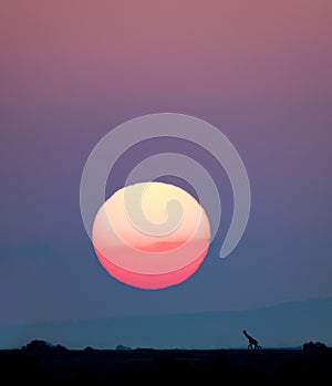 Giraffe below sun setting over Kenya