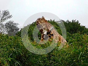 Giraffe bending its long neck