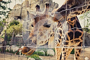 Giraffe bends down and looks into the camera through a fence