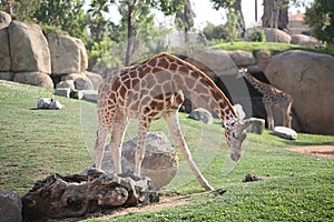 Giraffe in Biopark photo