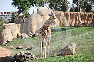 Giraffe in biopark photo