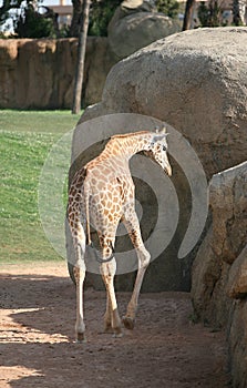 Giraffe in biopark photo