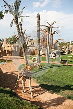 Giraffe in biopark photo