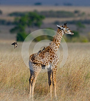 Giraffe with bird. Kenya. Tanzania. East Africa.