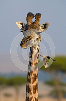 Giraffe with bird. Kenya. Tanzania. East Africa.