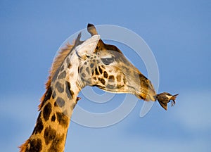 Giraffe with bird. Kenya. Tanzania. East Africa.