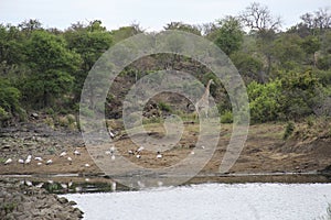 Giraffe and birds in the bush by water pond, Kruger National Park, South Africa