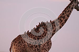 Giraffe with birds on its back, in the african savannah.