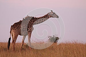 Giraffe with birds on its back, in the african savannah.