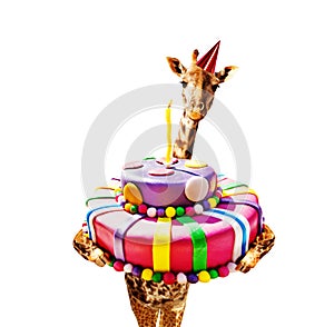 Giraffe with birthday cake and cap isolated white