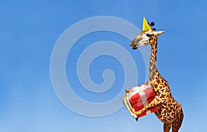 Giraffe with birthday present and cap on blue sky