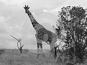 Giraffe in black and white