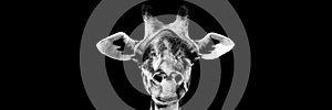 Giraffe in Black and White banner panorama