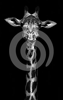 Giraffe in Black and White