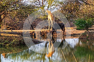 Giraffe and a blou wildebeest isolated