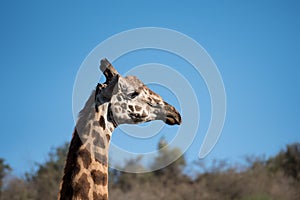 Giraffe and blue sky