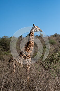 Giraffe and blue sky