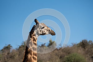 Giraffe and blue sky