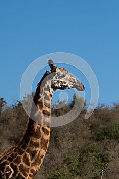 Giraffe and blue sky