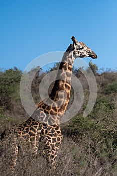 Giraffe and blue sky